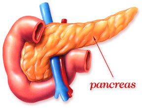 pancreas1